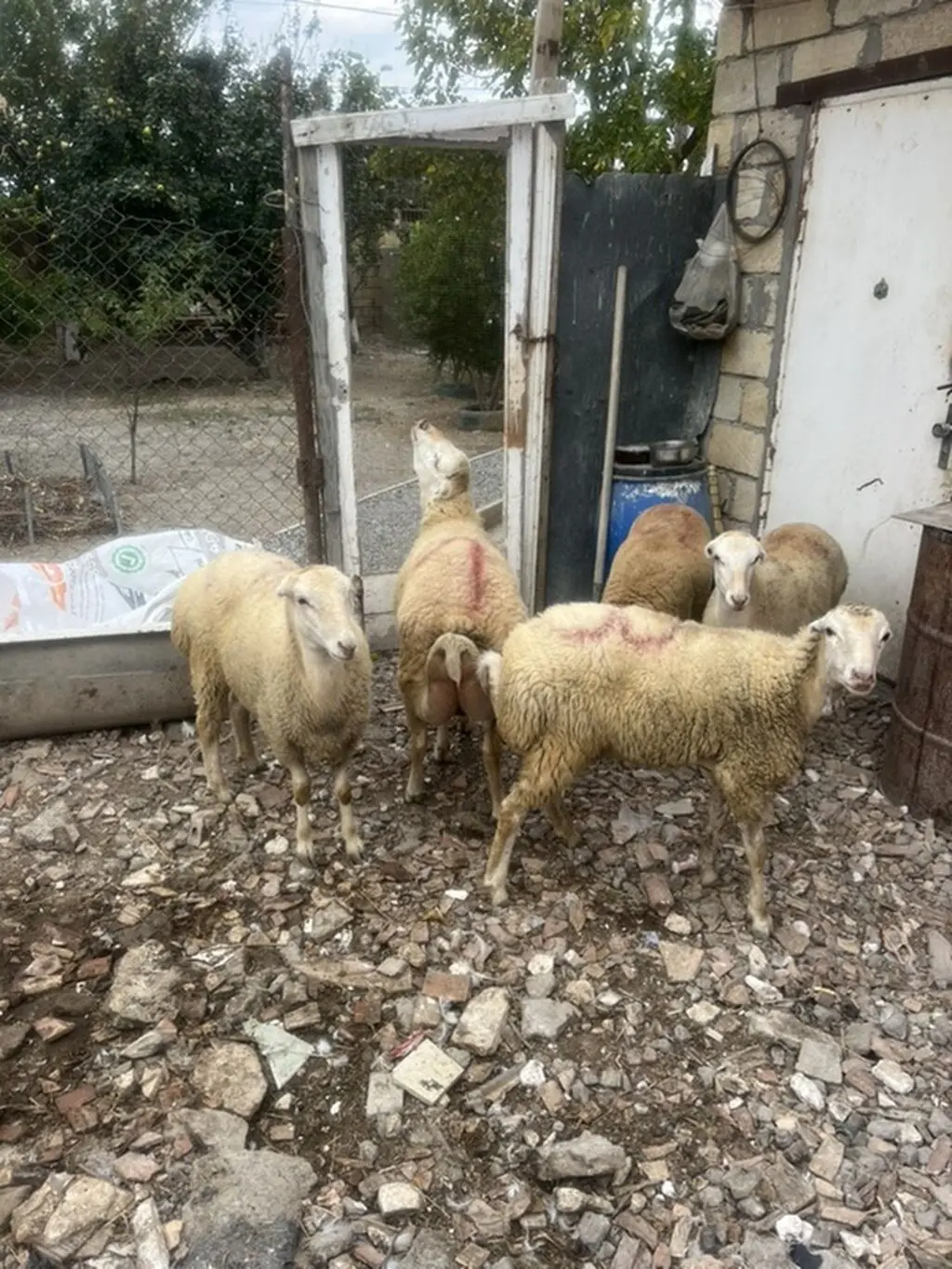 Qoyunlar — Heyvanlar, Quşlar, Balıqlar, Bakı