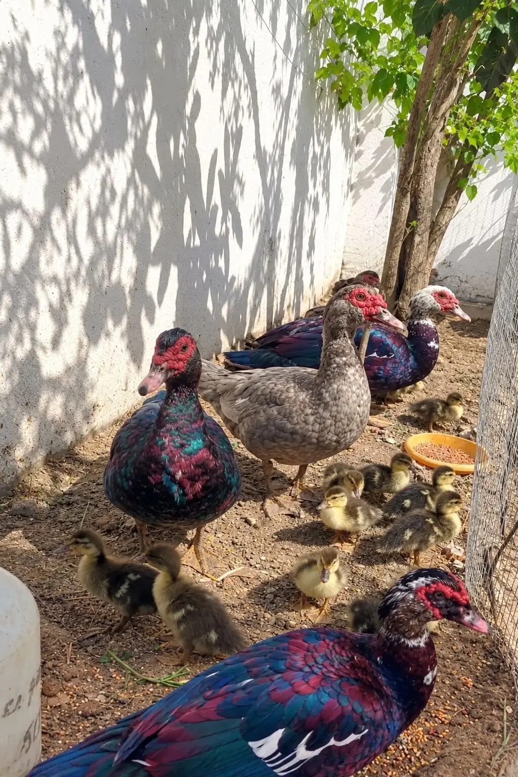 Ördək balası — Heyvanlar, Quşlar, Balıqlar, Bakı