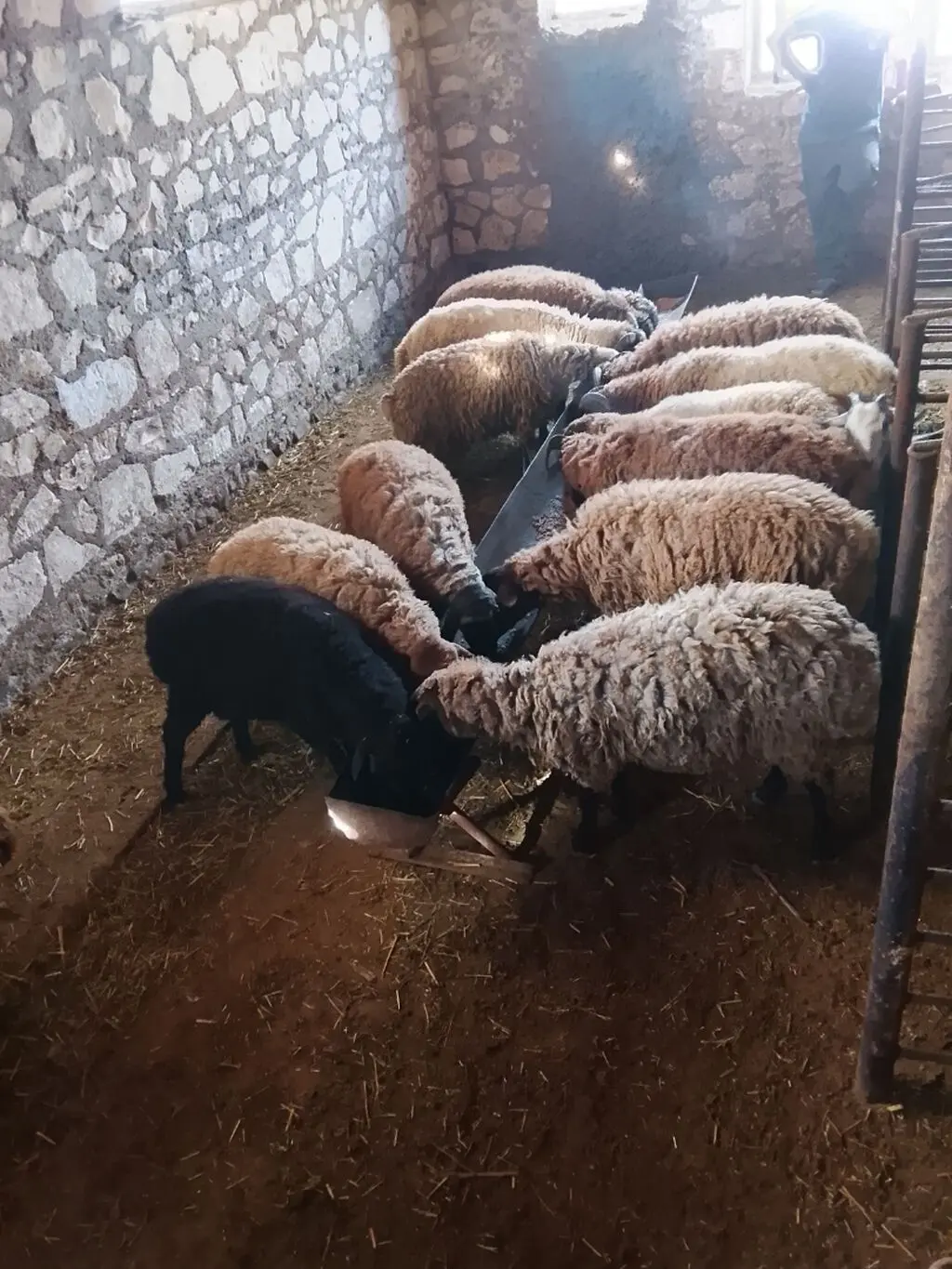 Quzular — Heyvanlar, Quşlar, Balıqlar, Şəmkir