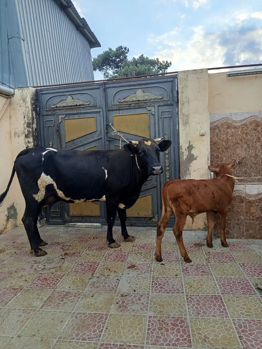 Balalı inək — Heyvanlar, Quşlar, Balıqlar, Bakı