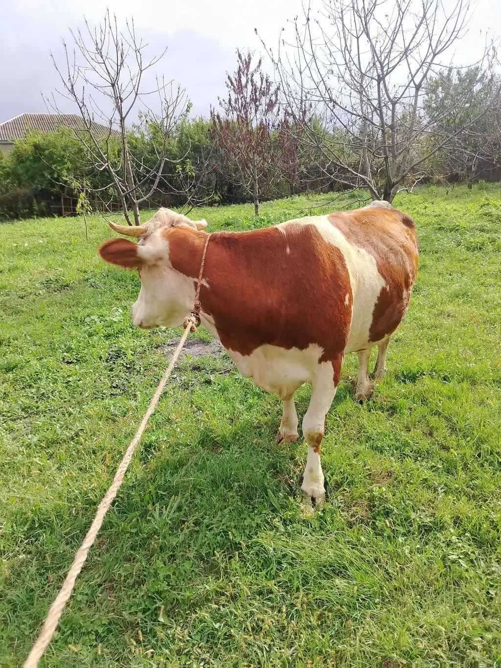 Balalı inək — Heyvanlar, Quşlar, Balıqlar, Xaçmaz
