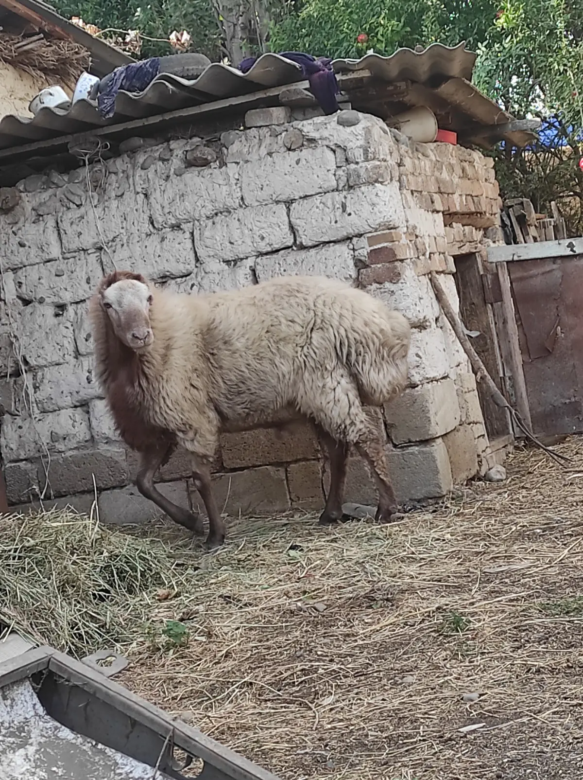 Qoç — Heyvanlar, Quşlar, Balıqlar, Goranboy