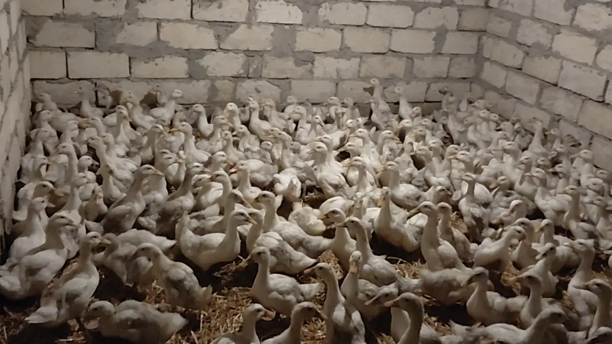 Pekin ördəyi — Heyvanlar, Quşlar, Balıqlar, Kürdəmir