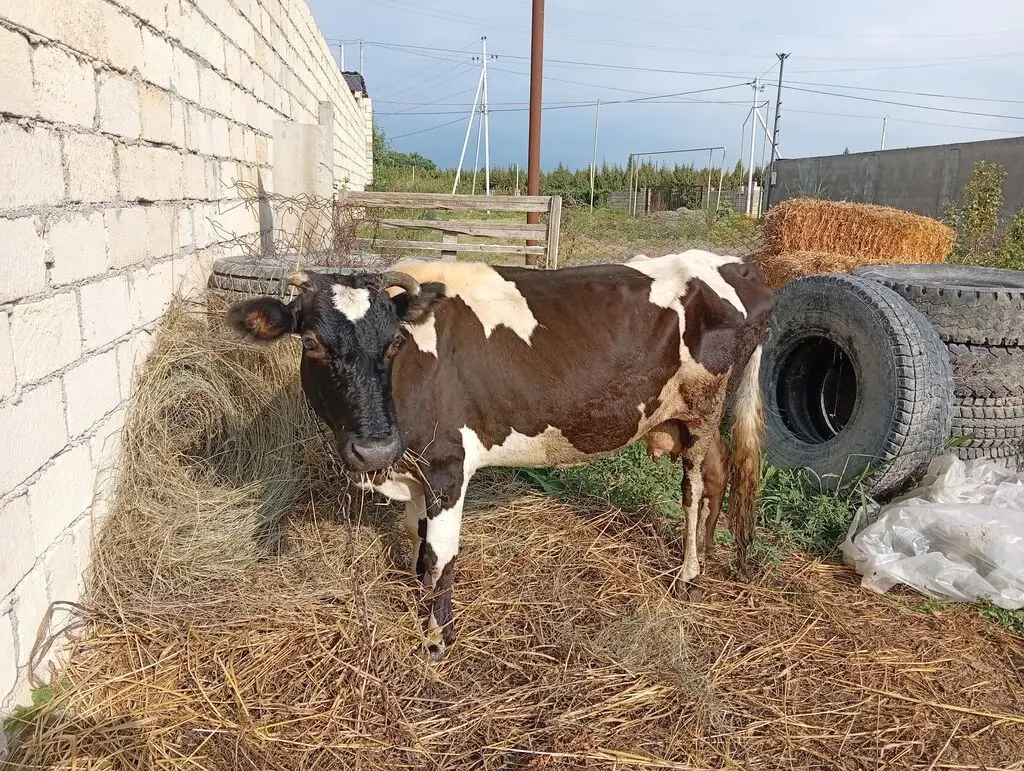Balalı inək — Heyvanlar, Quşlar, Balıqlar, Quba