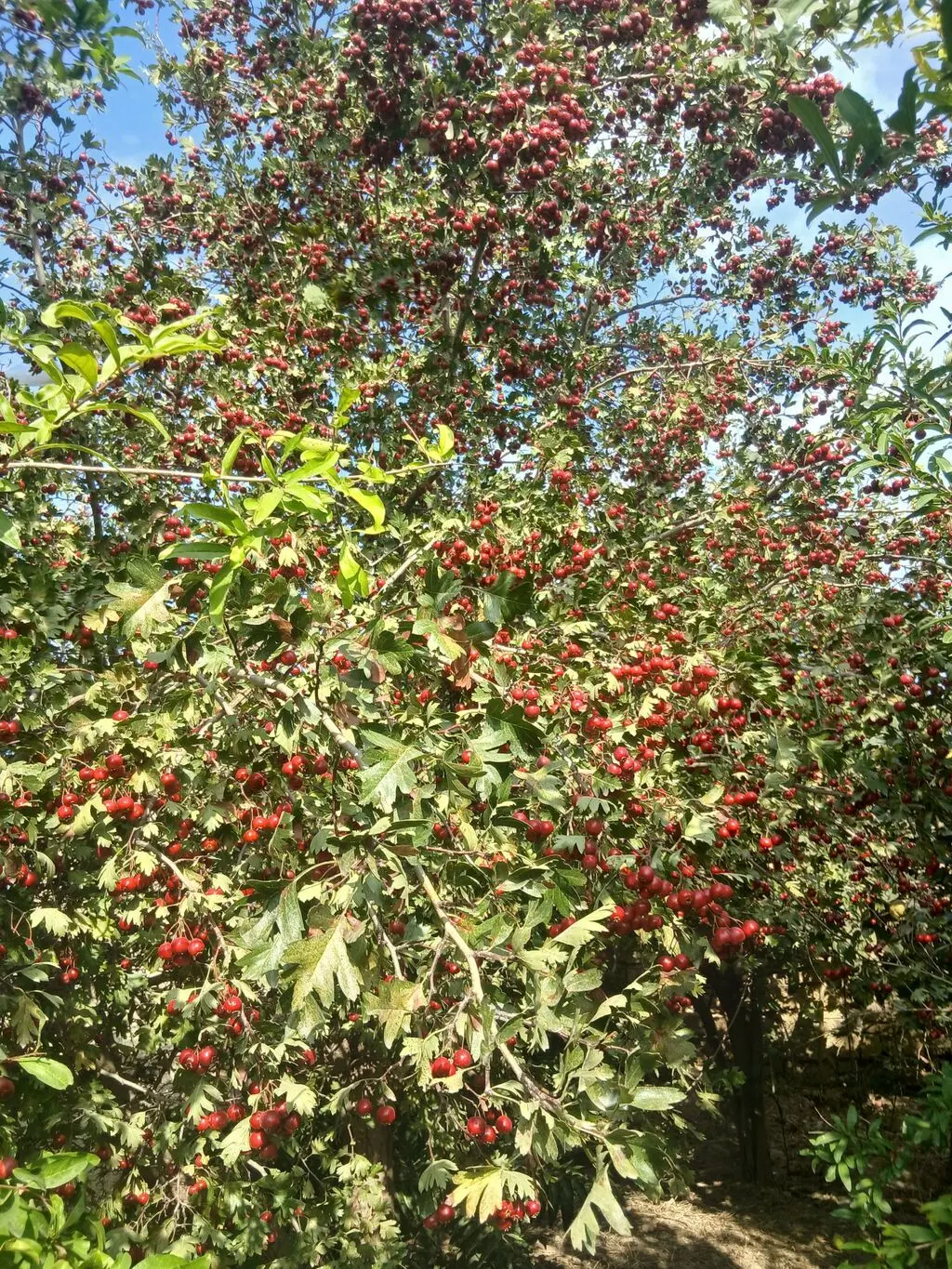 Yemişan — Dənlilər, Otlar Yemlər,  Bitkilər, Bakı