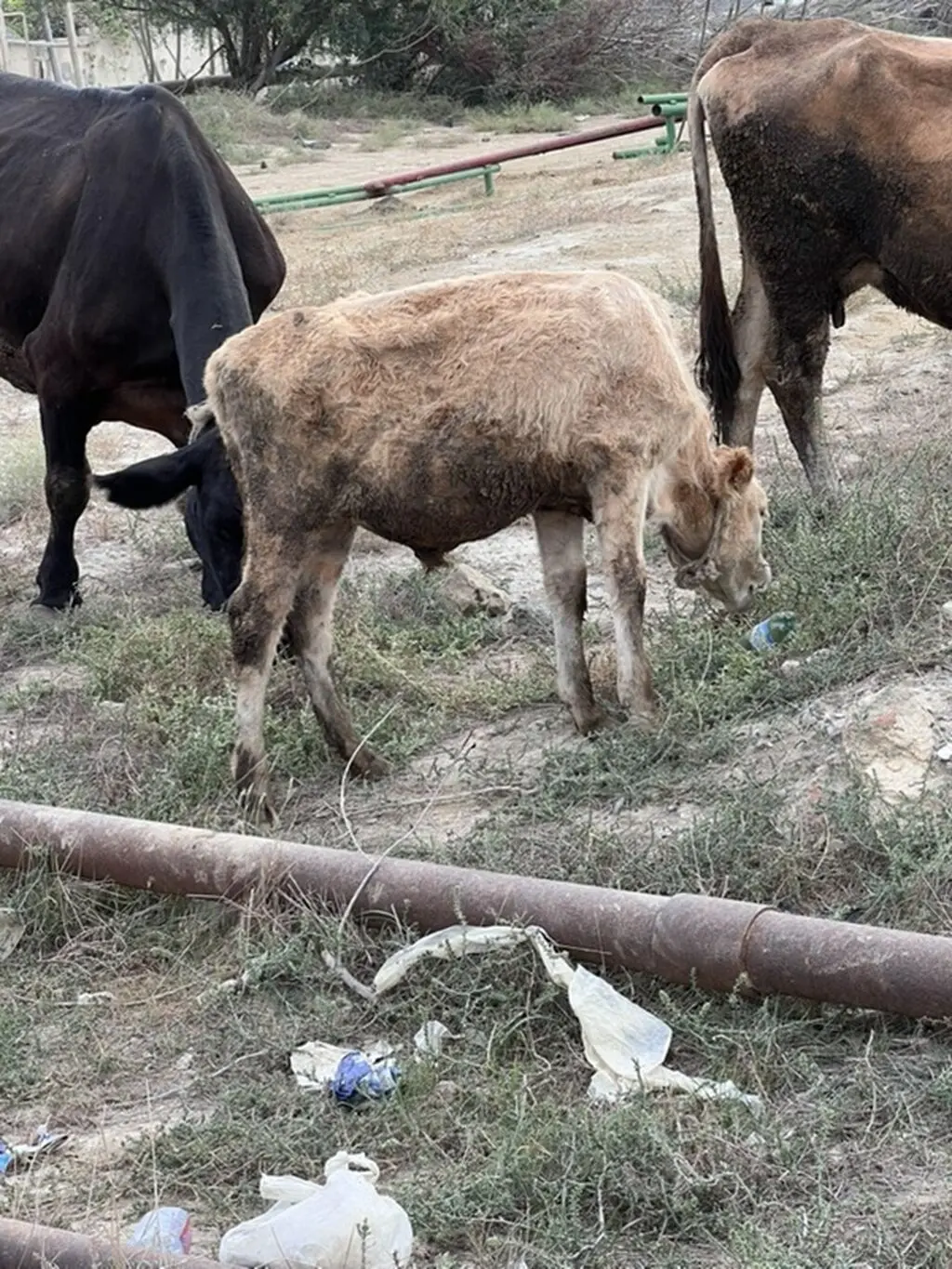 Danalar — Heyvanlar, Quşlar, Balıqlar, Bakı