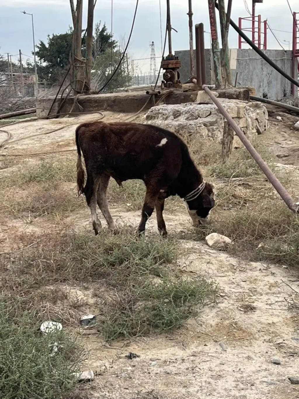 Danalar — Heyvanlar, Quşlar, Balıqlar, Bakı