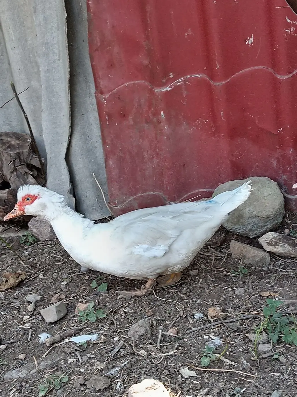 Ördək — Heyvanlar, Quşlar, Balıqlar, Gəncə