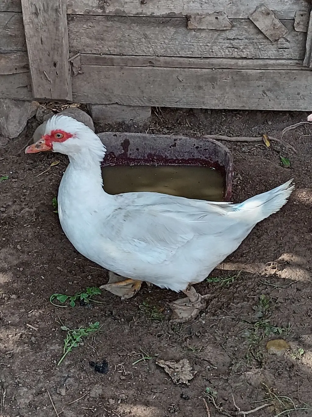 Ördək — Heyvanlar, Quşlar, Balıqlar, Gəncə