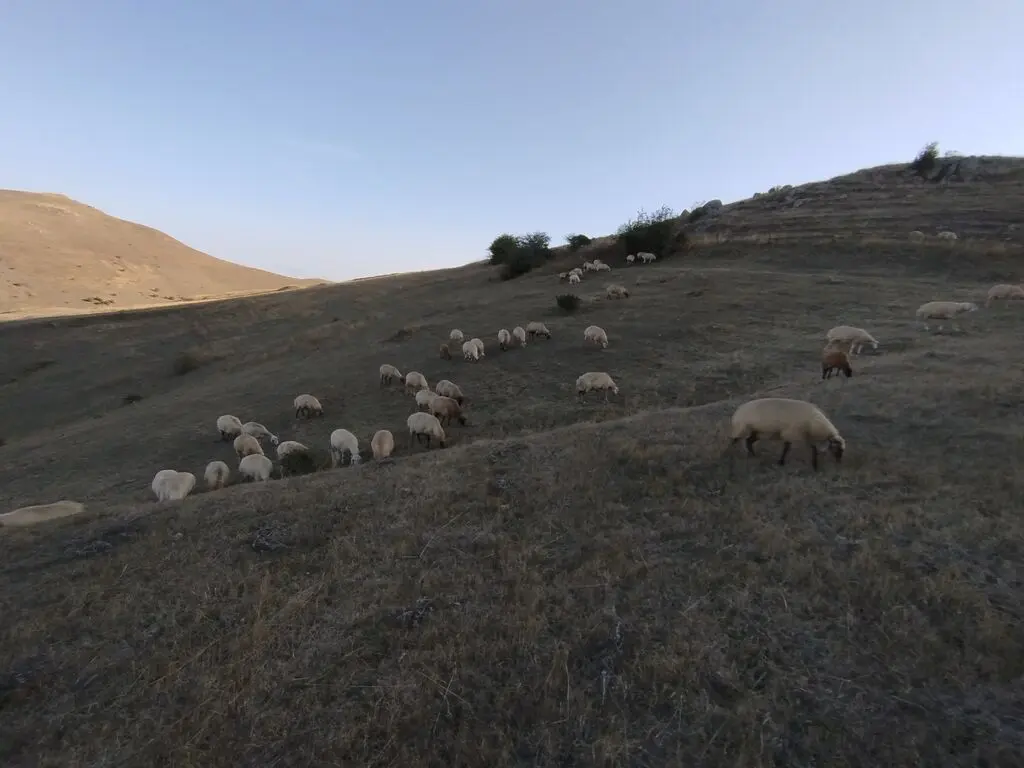 Qoyunlar — Heyvanlar, Quşlar, Balıqlar, Lerik