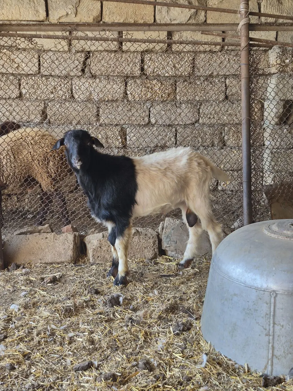 Keçi — Heyvanlar, Quşlar, Balıqlar, Bakı