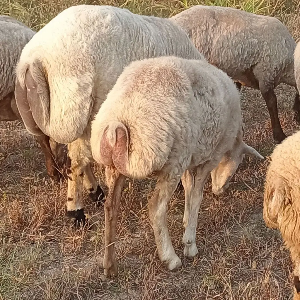 Qoyunlar — Heyvanlar, Quşlar, Balıqlar, Oğuz