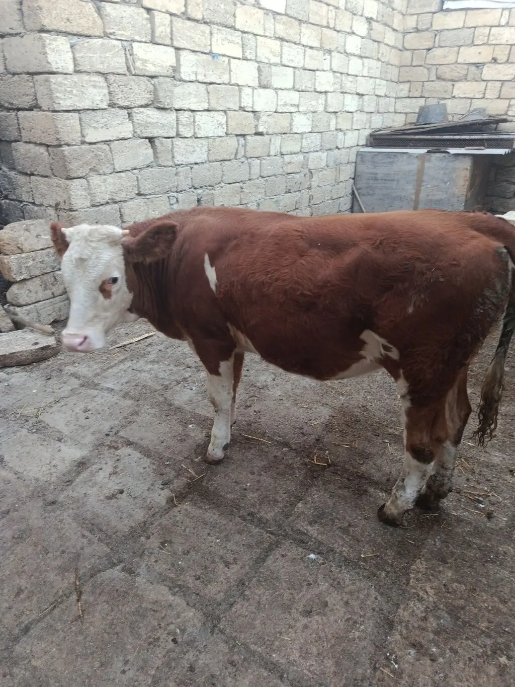 Düyə — Heyvanlar, Quşlar, Balıqlar, Bakı