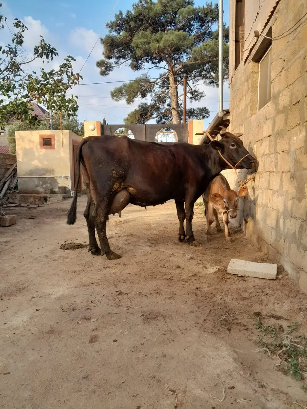 Balalı inək — Heyvanlar, Quşlar, Balıqlar, Bakı