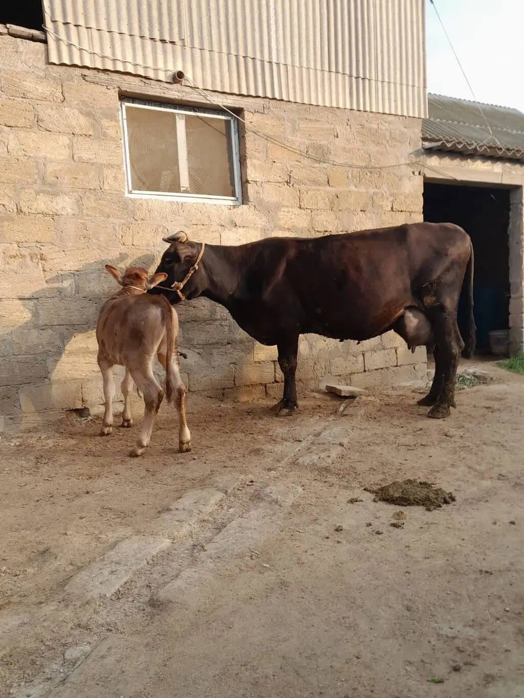 Balalı inək — Heyvanlar, Quşlar, Balıqlar, Bakı