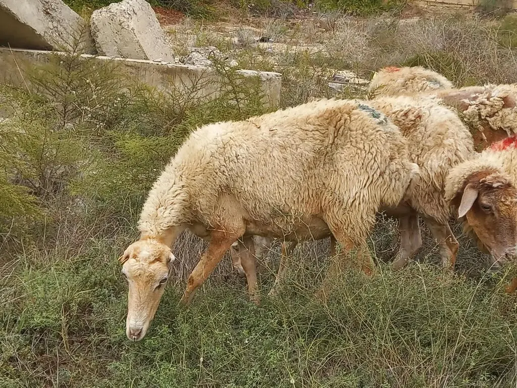 Qoyunlar — Heyvanlar, Quşlar, Balıqlar, Bakı