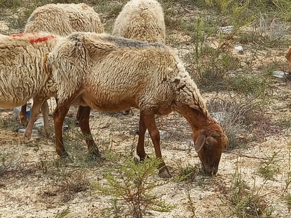 Qoyunlar — Heyvanlar, Quşlar, Balıqlar, Bakı