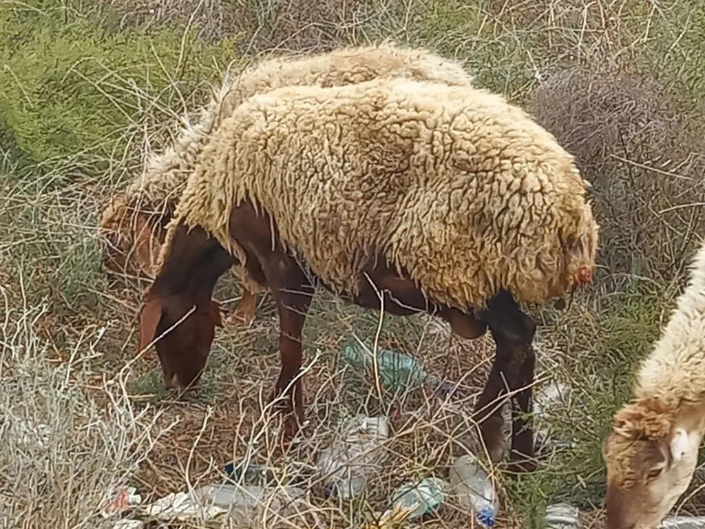 Qoyunlar — Heyvanlar, Quşlar, Balıqlar, Bakı
