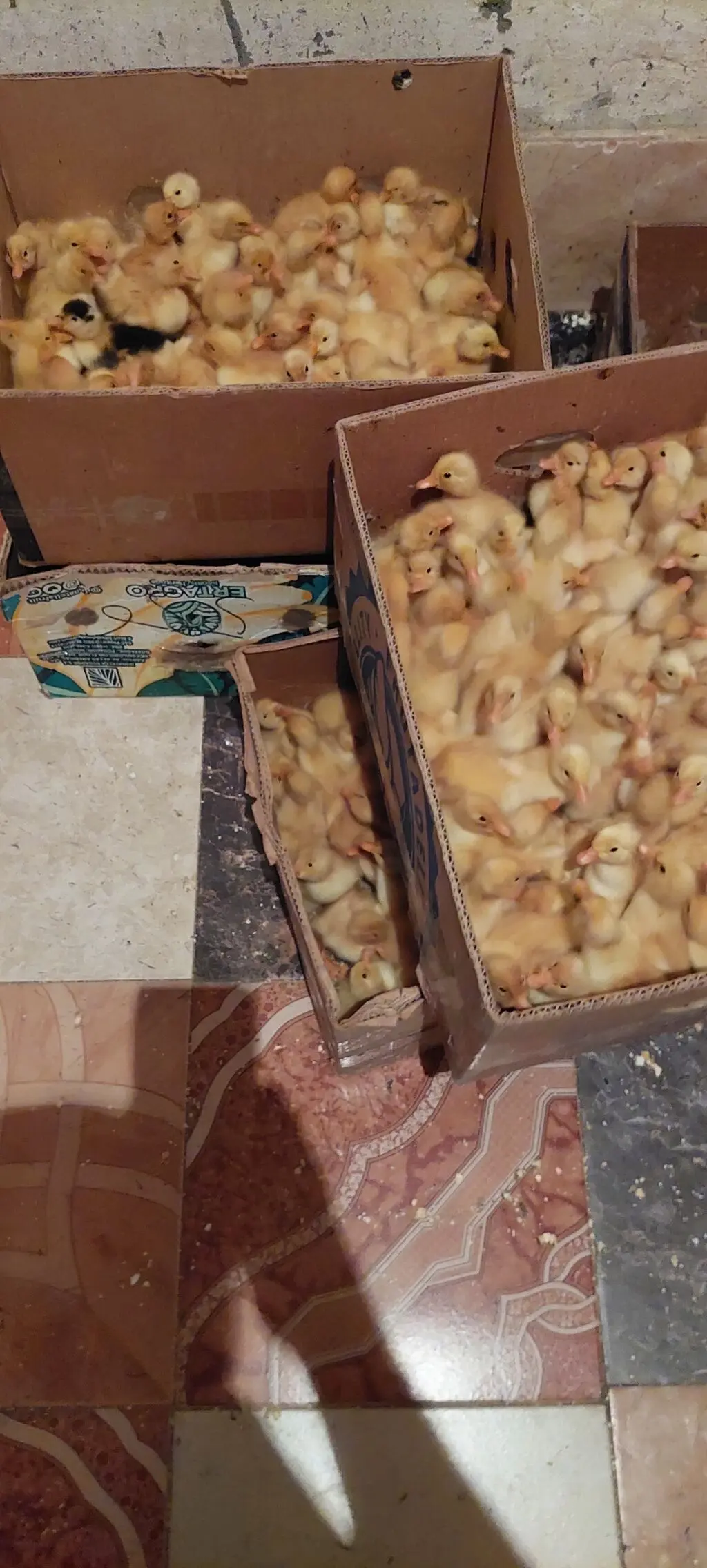 Ördək balası — Heyvanlar, Quşlar, Balıqlar, Gəncə