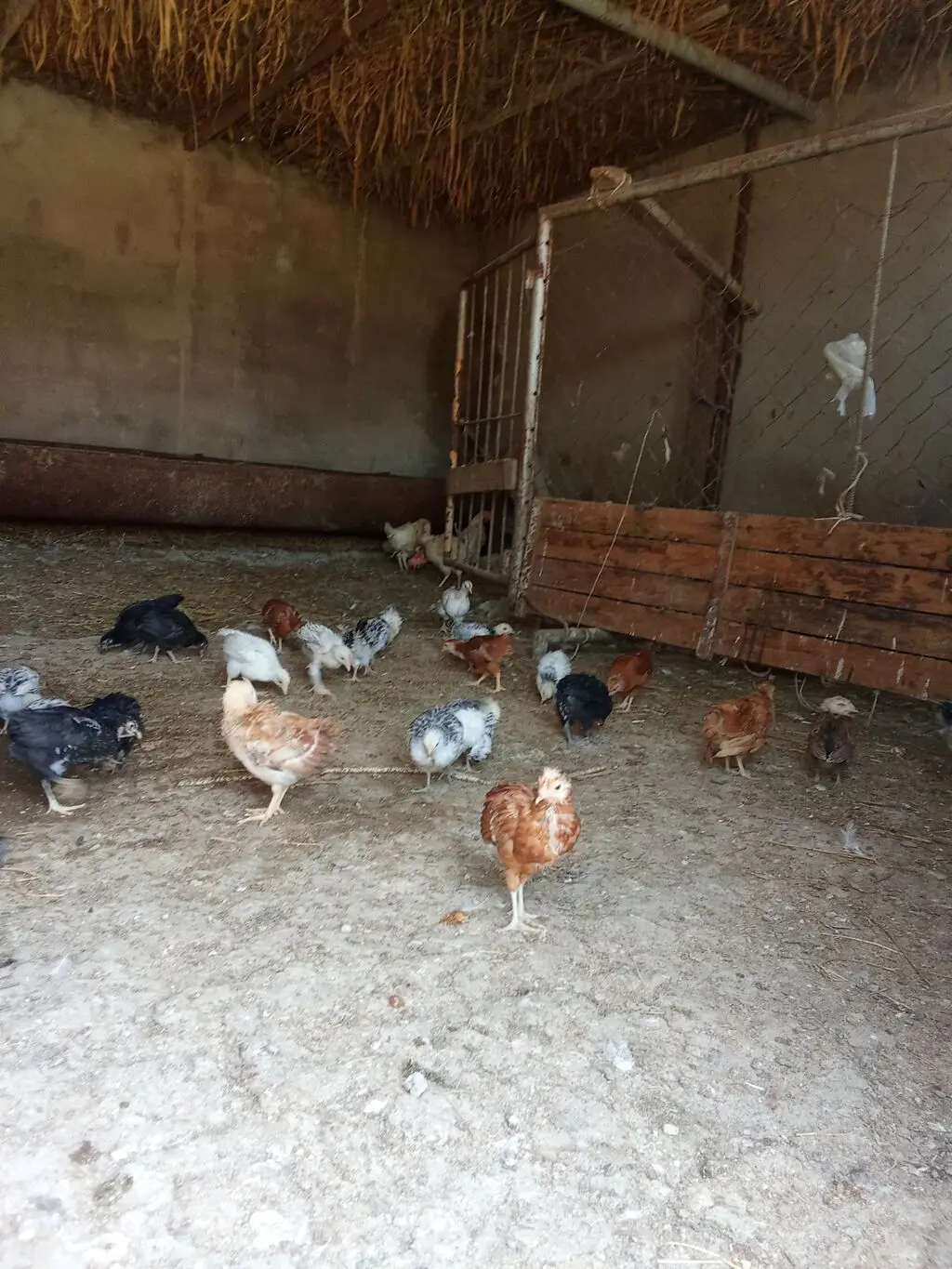 Cücə — Heyvanlar, Quşlar, Balıqlar, Bakı