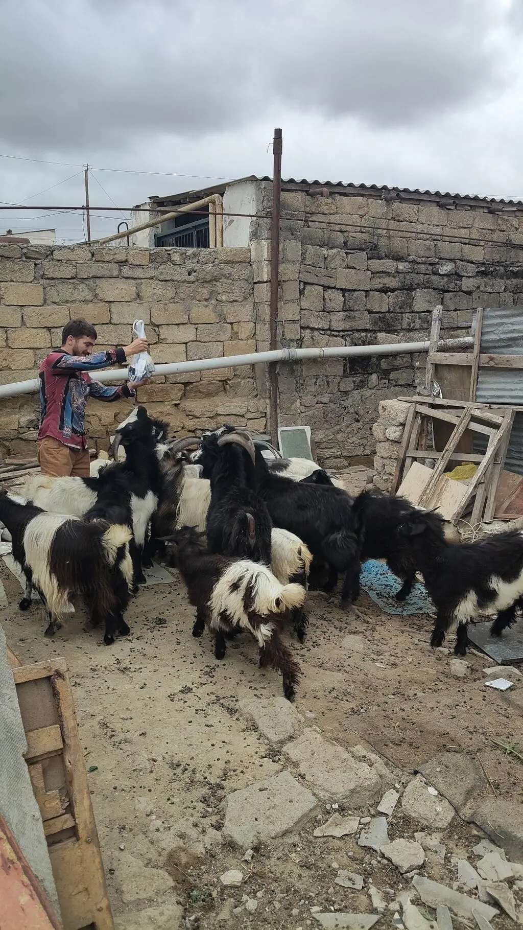 Keçilər — Heyvanlar, Quşlar, Balıqlar, Bakı