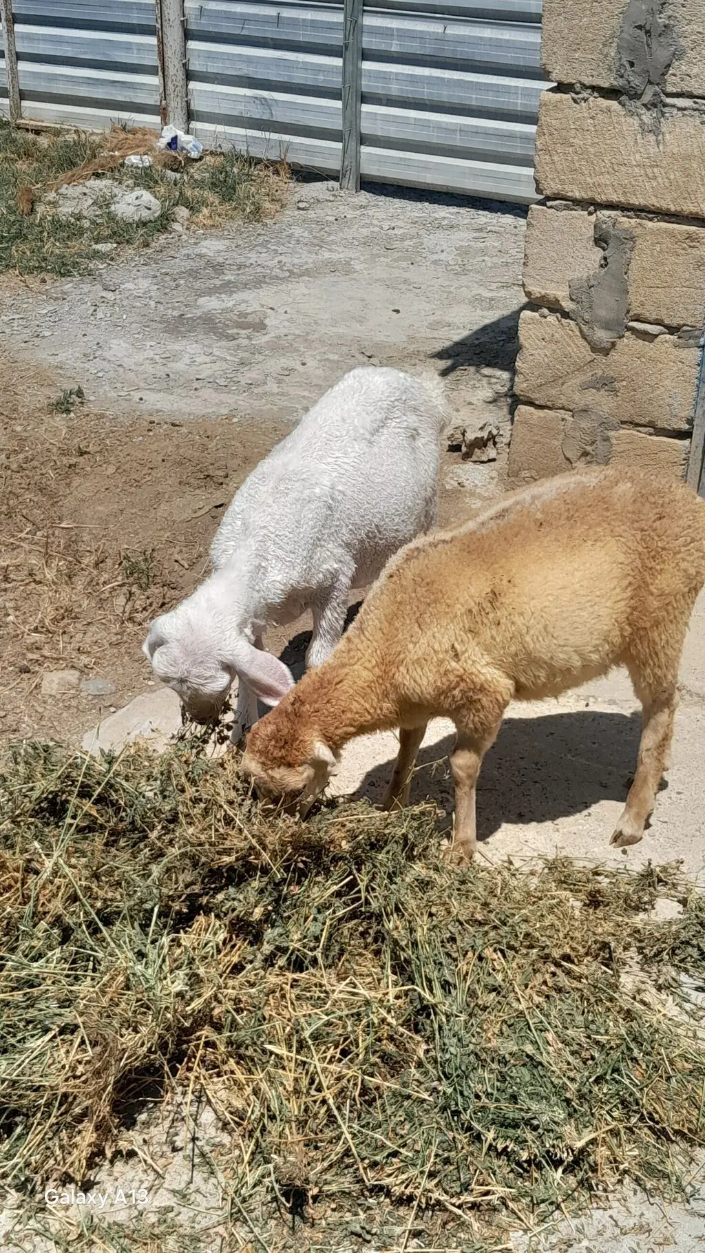 Quzular — Heyvanlar, Quşlar, Balıqlar, Cəlilabad