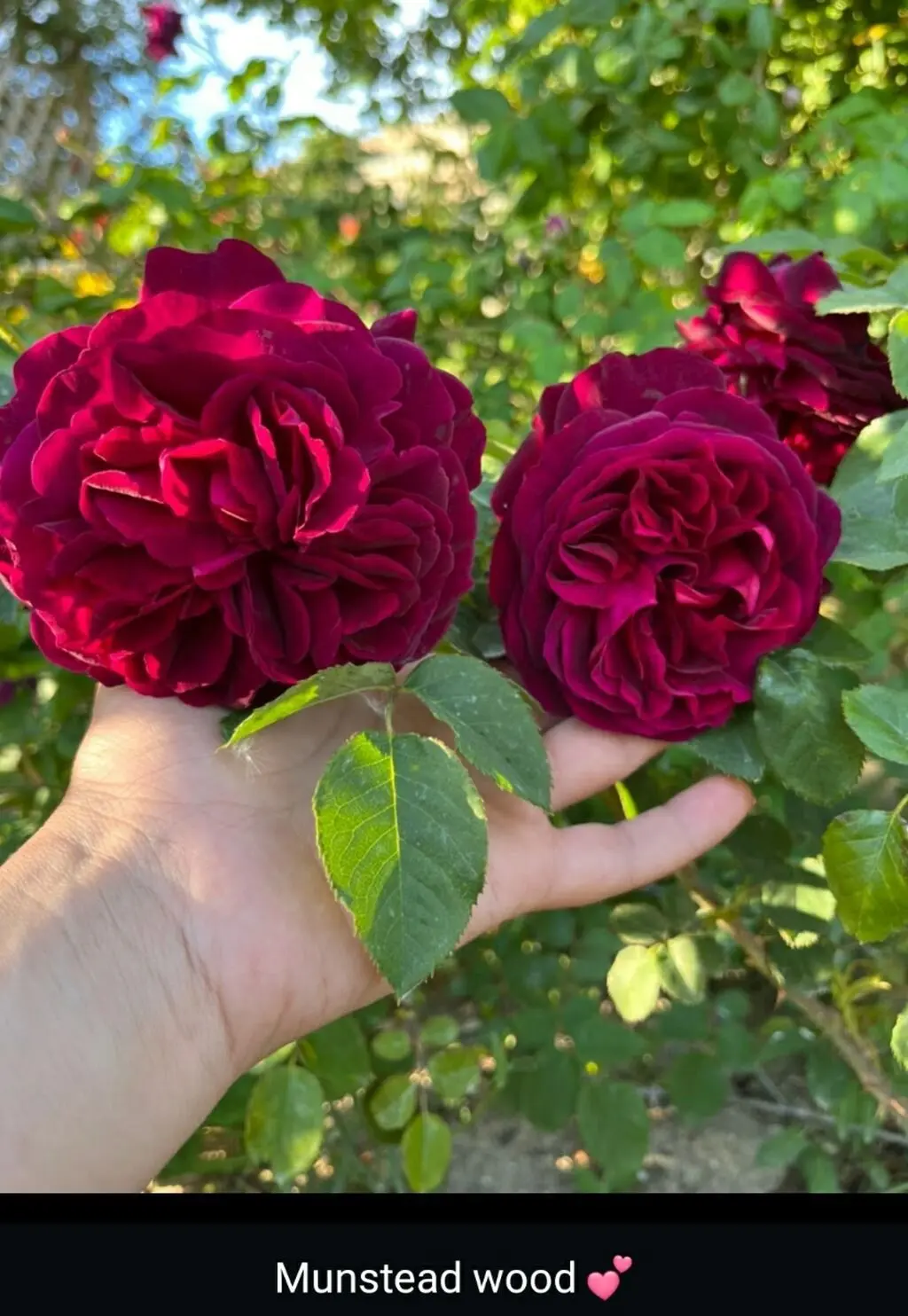 Gül kolları — Dənlilər, Otlar Yemlər,  Bitkilər, Bakı