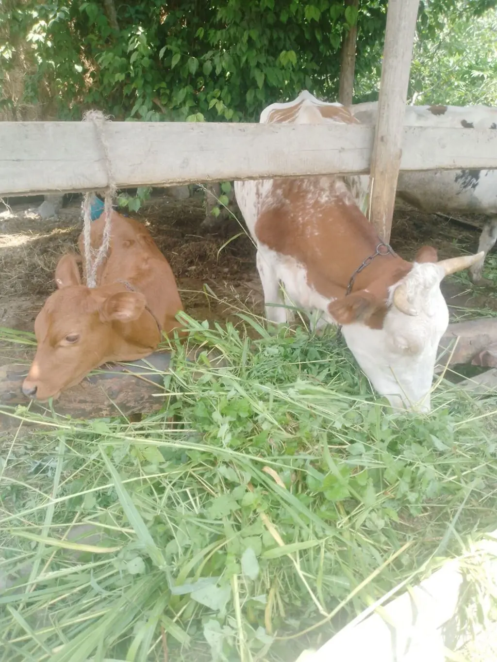 Balalı inək — Heyvanlar, Quşlar, Balıqlar, Xaçmaz