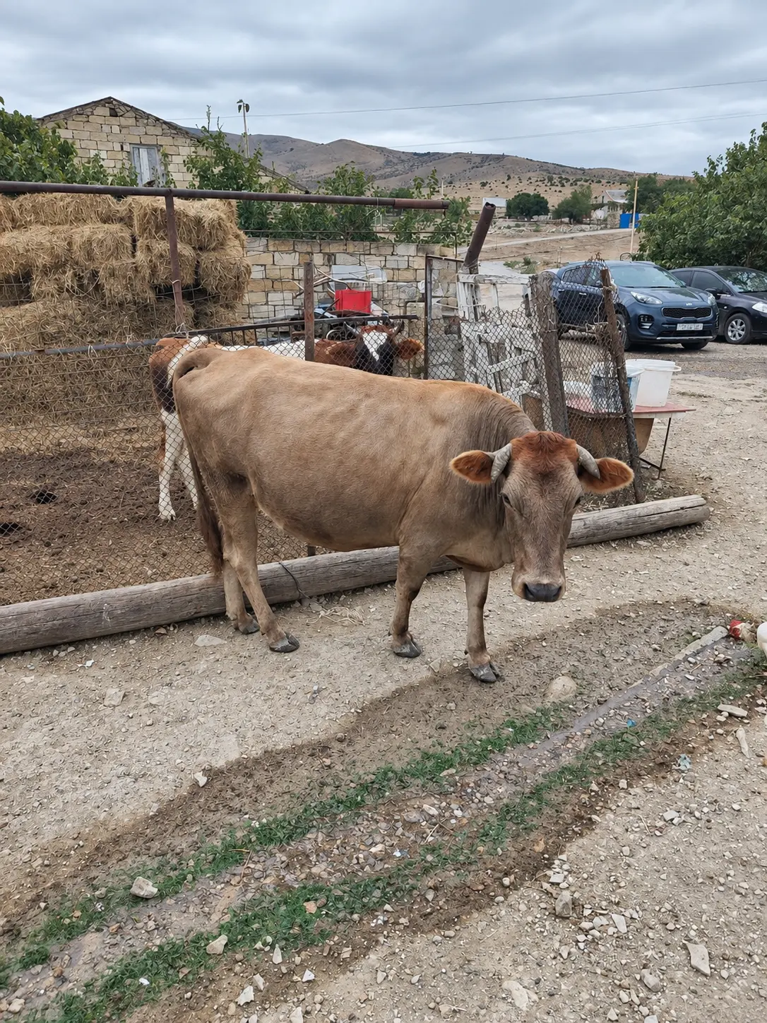 İnək — Heyvanlar, Quşlar, Balıqlar, Xızı