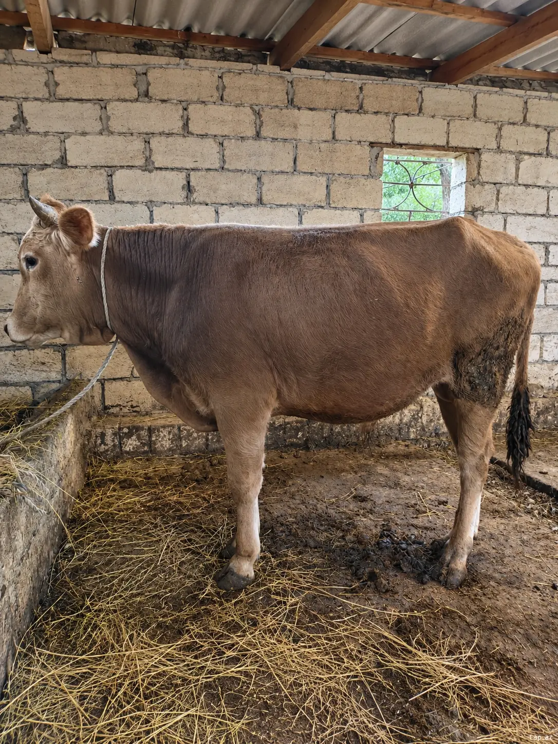 Cöngə — Heyvanlar, Quşlar, Balıqlar, Quba