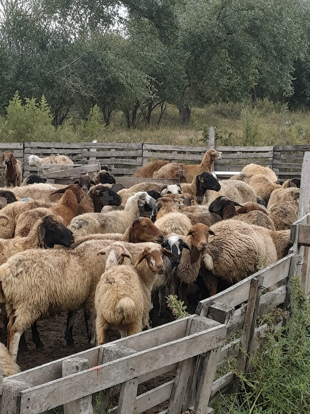 Qoyunlar — Heyvanlar, Quşlar, Balıqlar, Şabran