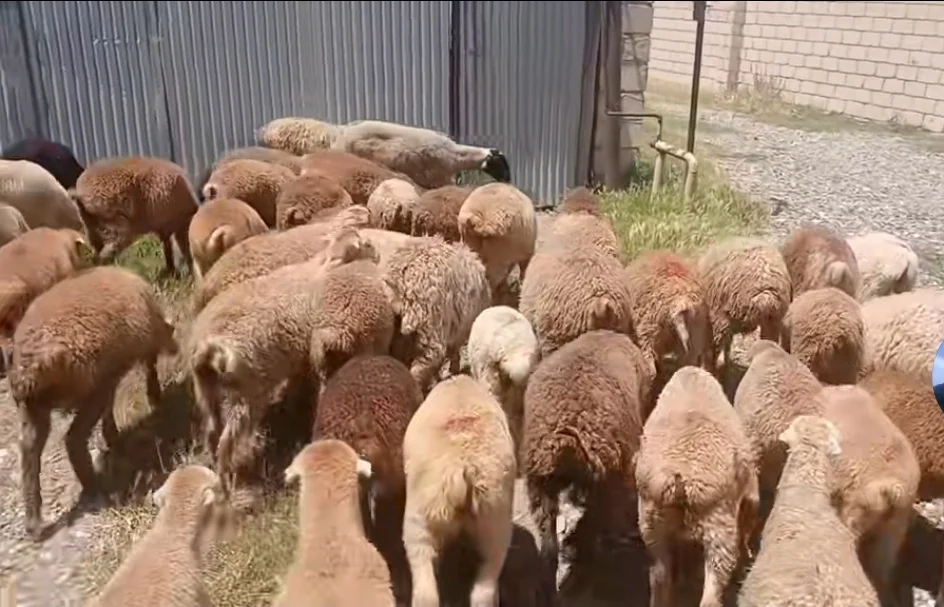 Qoyun — Heyvanlar, Quşlar, Balıqlar, Ağcabədi