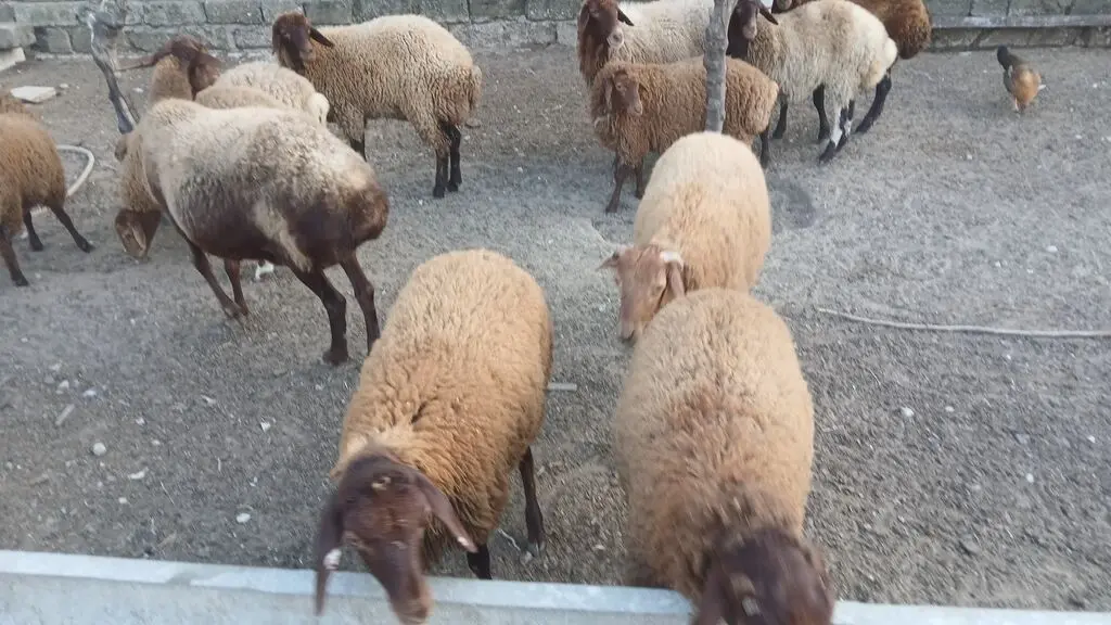 Qoyunlar — Heyvanlar, Quşlar, Balıqlar, Bakı