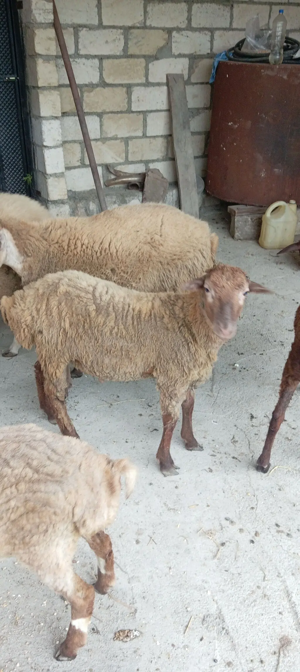 Qoyunlar — Heyvanlar, Quşlar, Balıqlar, Qusar
