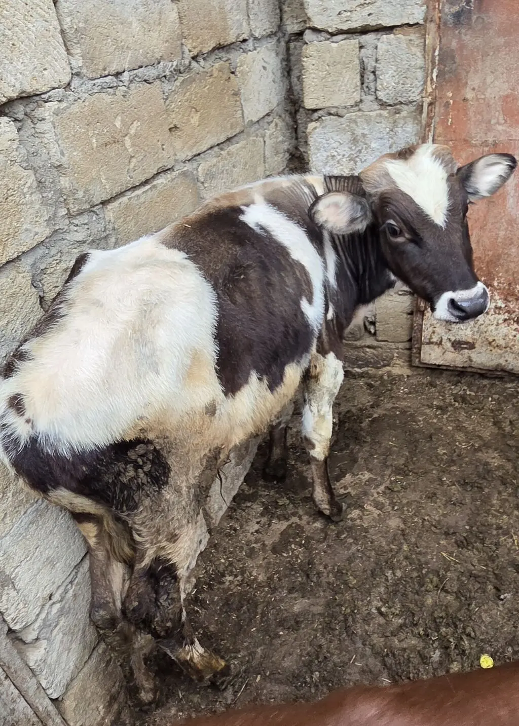 Danalar — Heyvanlar, Quşlar, Balıqlar, Bakı