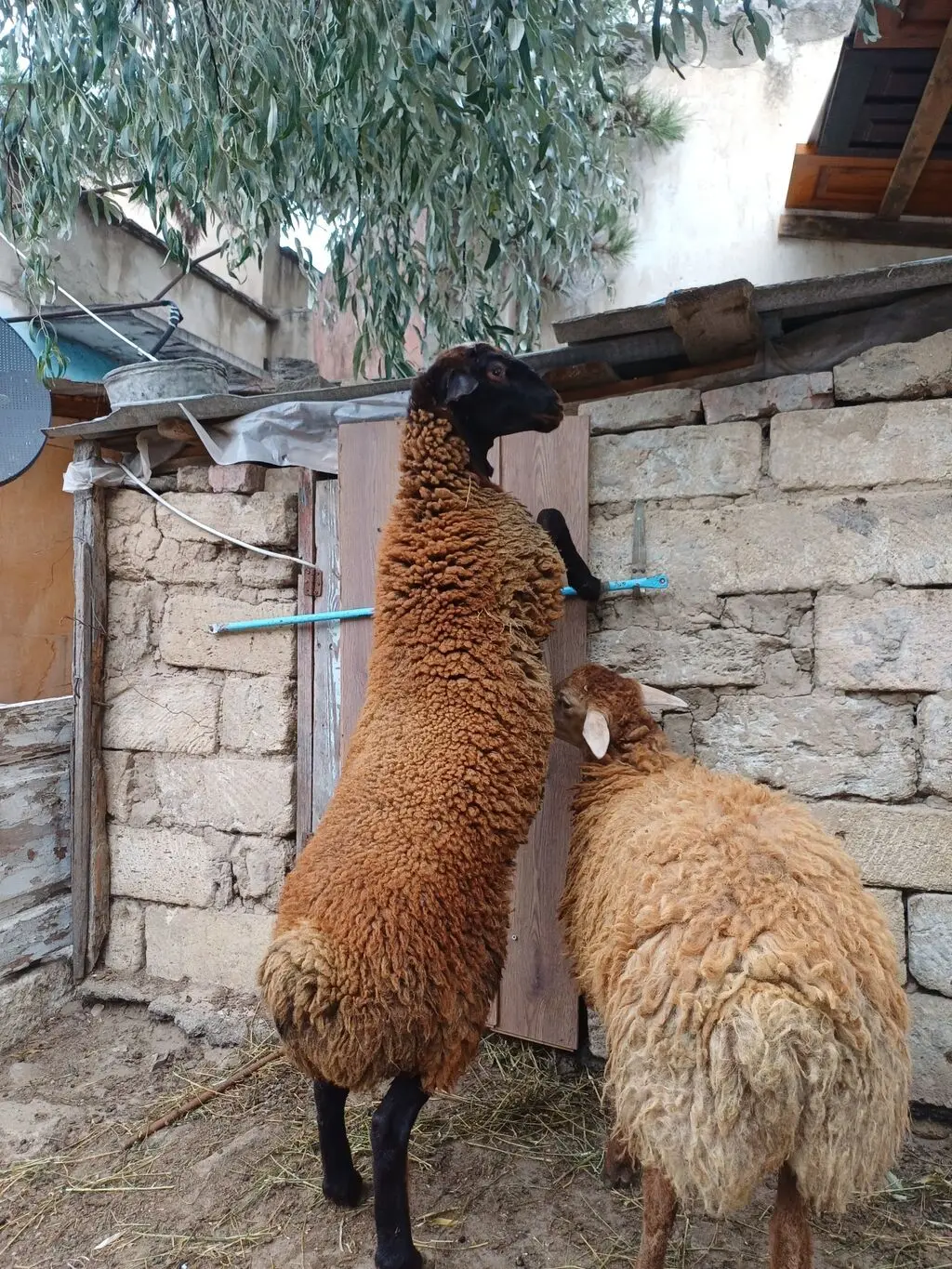 Qoyunlar — Heyvanlar, Quşlar, Balıqlar, Bakı