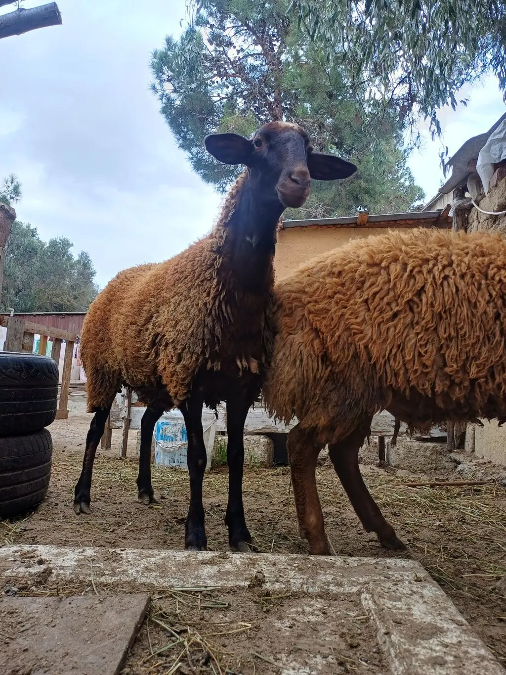 Qoyunlar — Heyvanlar, Quşlar, Balıqlar, Bakı