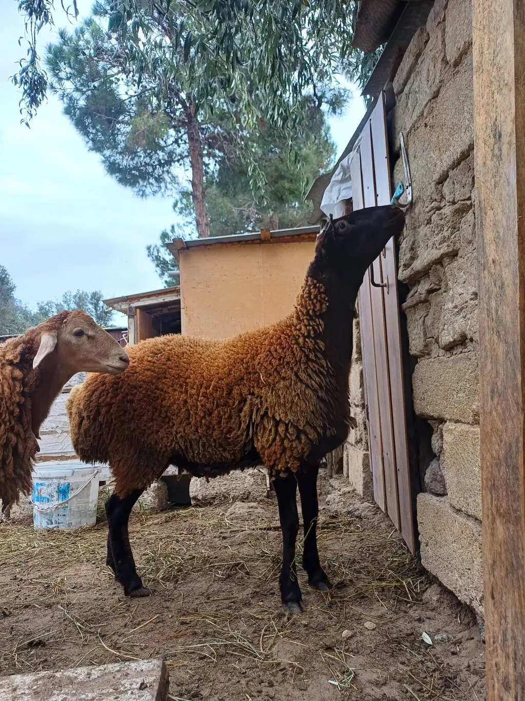 Qoyunlar — Heyvanlar, Quşlar, Balıqlar, Bakı
