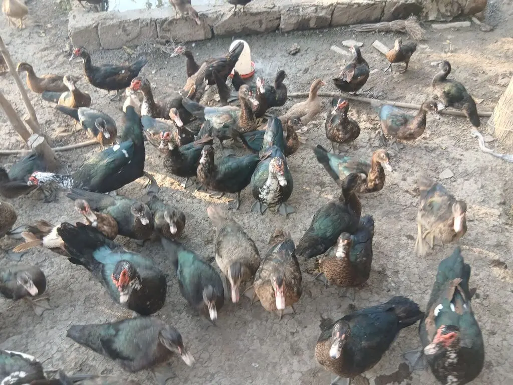 Ördəklər — Heyvanlar, Quşlar, Balıqlar, Bakı