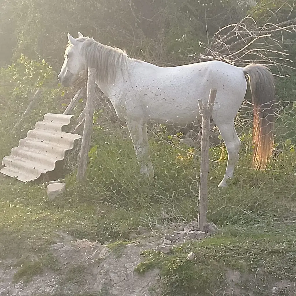 At — Heyvanlar, Quşlar, Balıqlar, Sabirabad