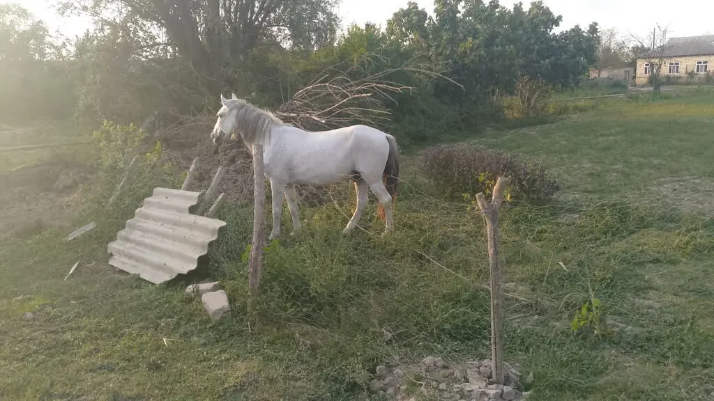 At — Heyvanlar, Quşlar, Balıqlar, Sabirabad