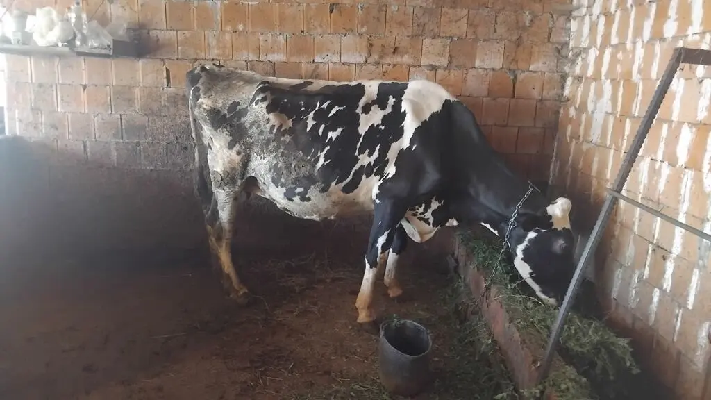 İnək — Heyvanlar, Quşlar, Balıqlar, Oğuz