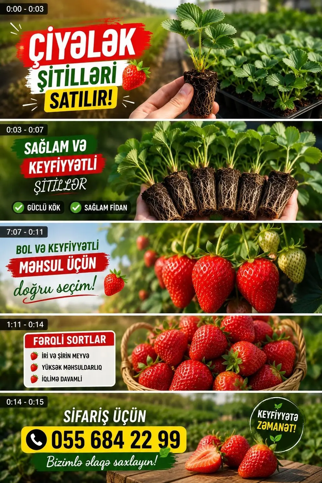 Çiyələk şitili — Dənlilər, Otlar Yemlər,  Bitkilər, Bakı