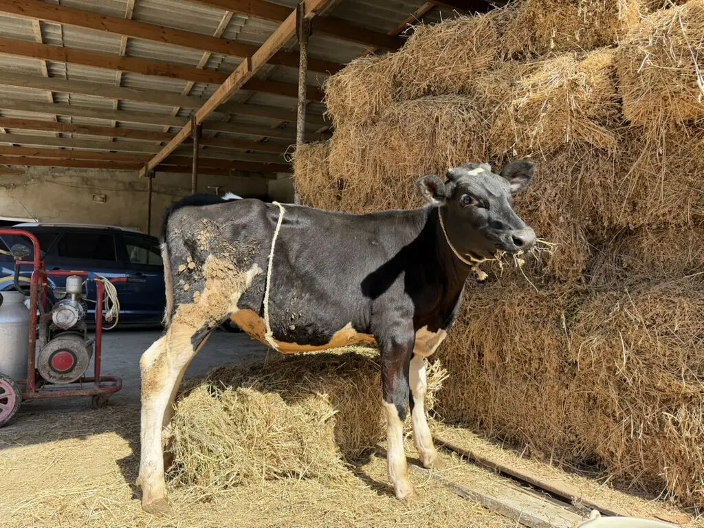 Dana — Heyvanlar, Quşlar, Balıqlar, Bakı
