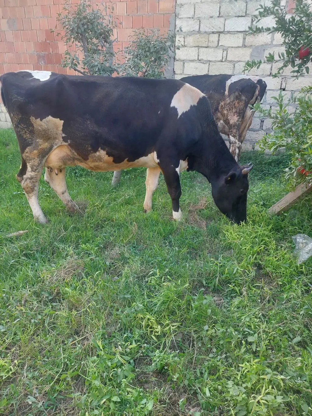 İnəklər — Heyvanlar, Quşlar, Balıqlar, Xaçmaz
