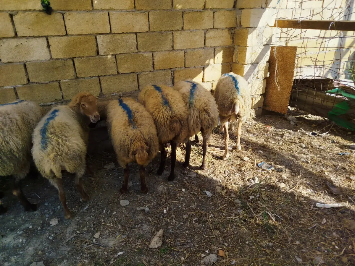 Qoyun — Heyvanlar, Quşlar, Balıqlar, Xırdalan