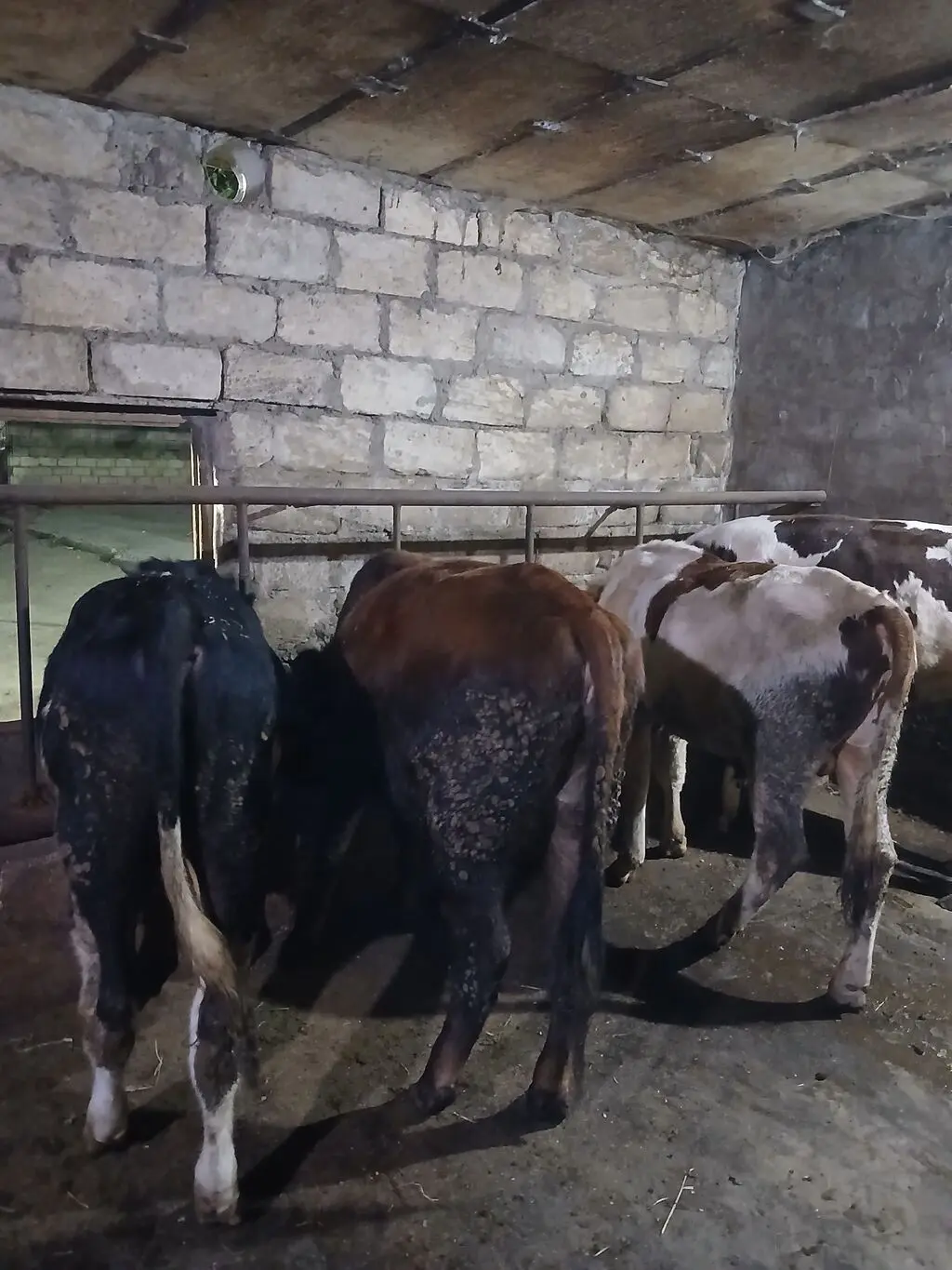 Danalar — Heyvanlar, Quşlar, Balıqlar, Bakı