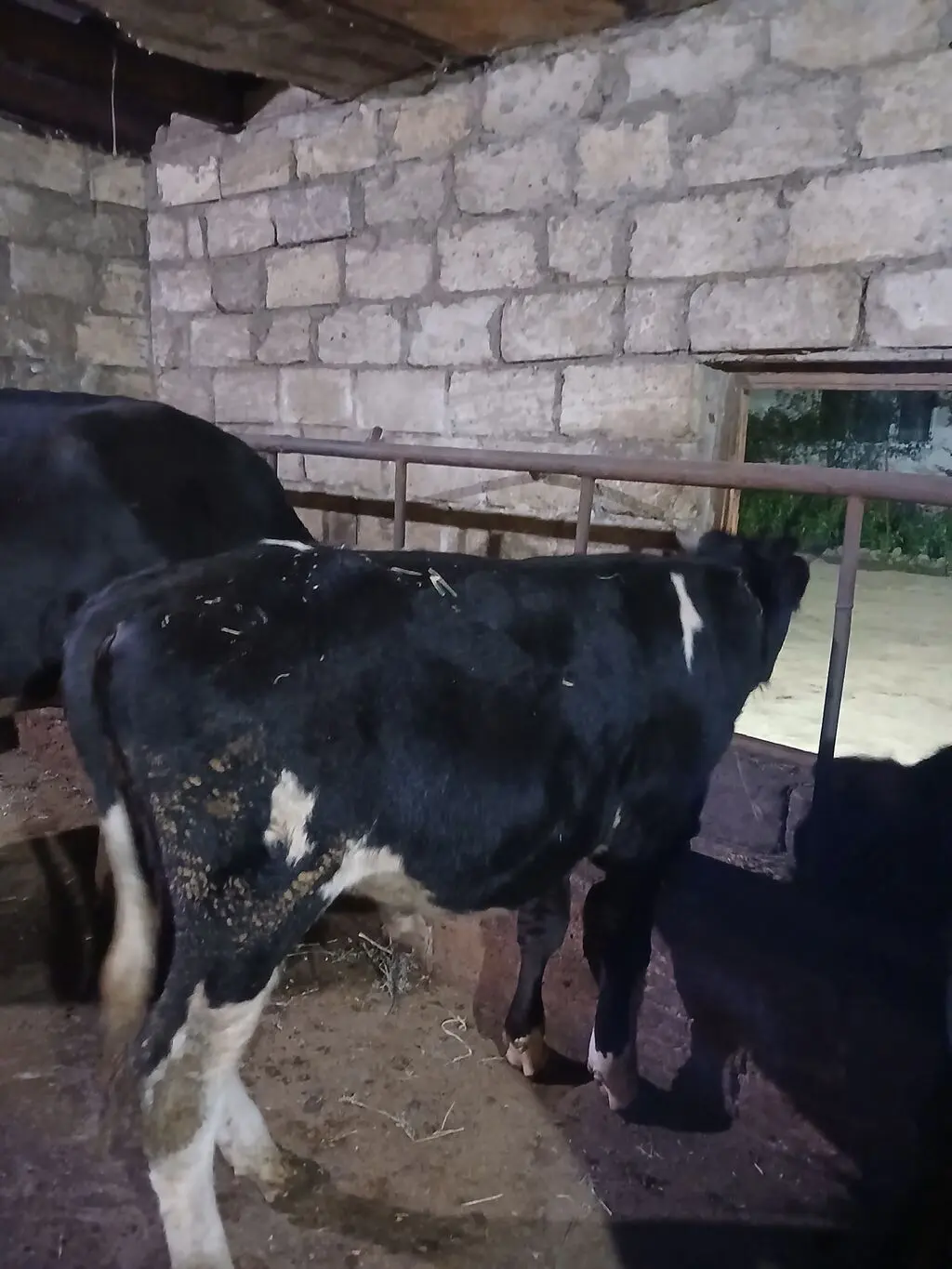 Danalar — Heyvanlar, Quşlar, Balıqlar, Bakı