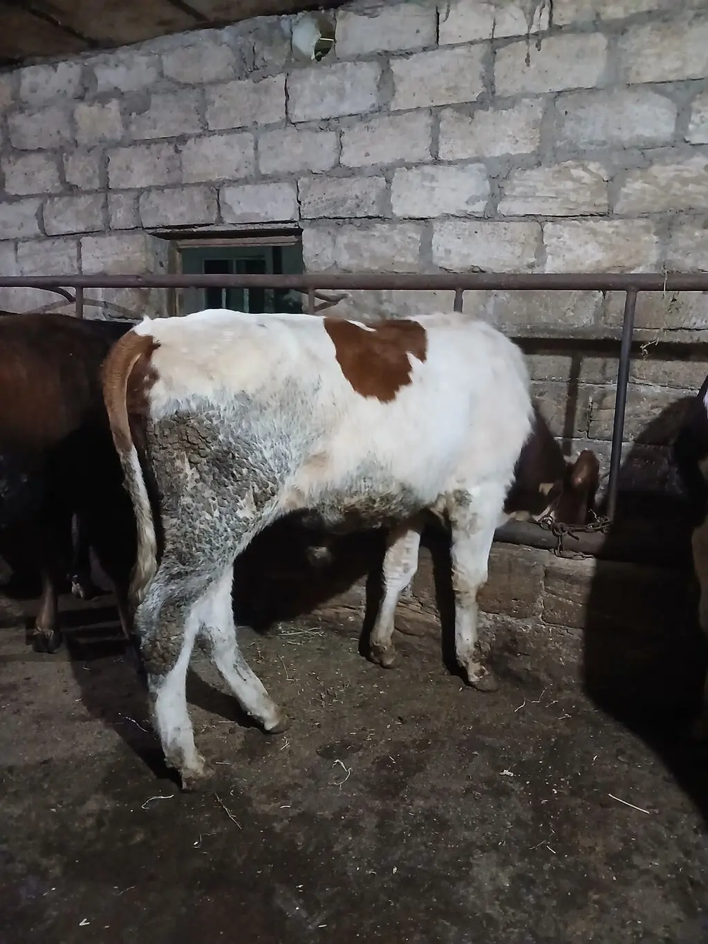 Danalar — Heyvanlar, Quşlar, Balıqlar, Bakı
