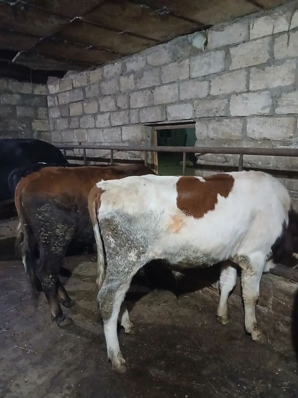 Danalar — Heyvanlar, Quşlar, Balıqlar, Bakı
